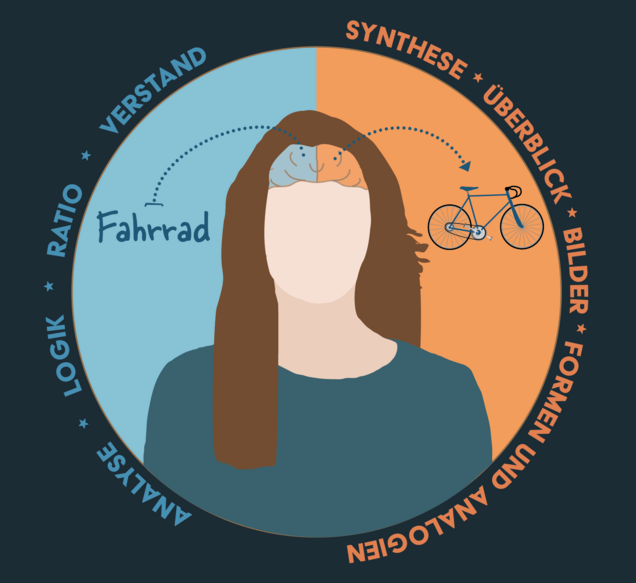 Illustration eines menschlichen Kopfes, der in der Mitte farblich geteilt ist. Die linke Gehirnhälfte ist blau eingefärbt, die rechte orange. Auf der linken Seite steht ,,Fahrrad“, während auf der rechten Seite eine gezeichnete Abbildung eines Fahrrads zu sehen ist. Um den Kopf herum ist ein Kreis mit Begriffen: links (blau) ,,Verstand“, ,,Ratio“, ,,Logik“, ,,Analyse“ und rechts (orange) ,,Synthese“, ,,Überblick“, ,,Bilder“, ,,Formen und Analogien“. Symbolisiert wird die Funktionen der linken (analytischen) und rechten (kreativen) Gehirnshälfte.